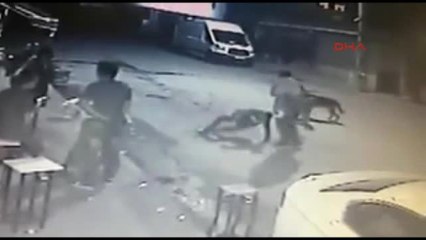 Zonguldak Telefonuyla İlgilenirken Köpeğe Takılıp Düştü