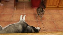 Ce husky rencontre un chat pour la première fois et le drague !