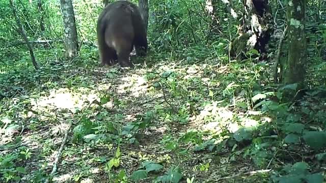 Vahşi Yaşam Fotokapana Yansıdı