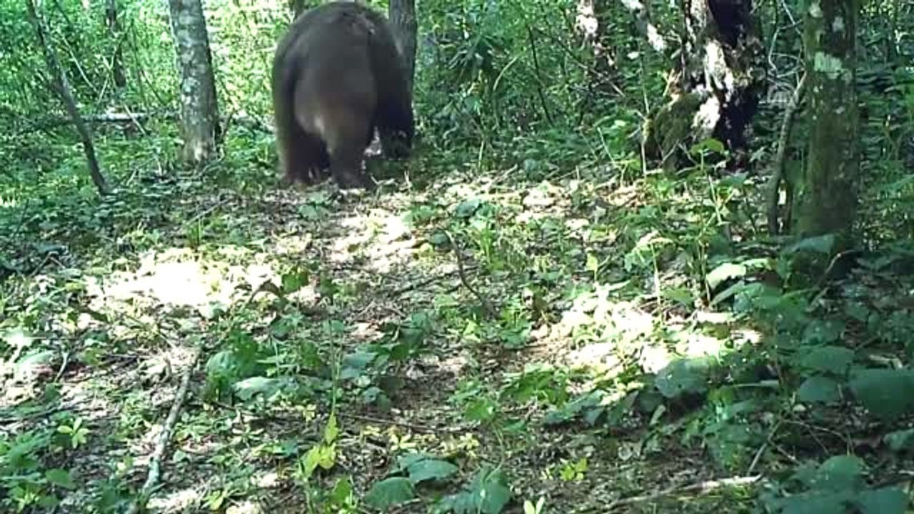 Vahşi Yaşam Fotokapana Yansıdı
