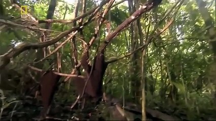 Documentary Ant Best Documentary 2016 National Geogrpahic Animals Planet 2016 The Wonderfu