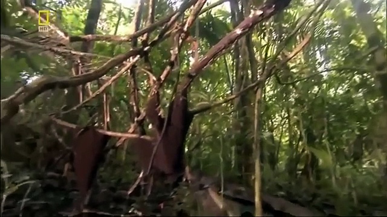 Documentary Ant Best Documentary 2016 National Geogrpahic Animals Planet 2016 The Wonderfu