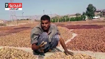 يا حلو يا مسكر يا بلح.. "اليوم السابع" داخل "مسطاح البلح القناوى قبل تصديره لبكين