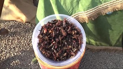 İsot Festivali Tarlada Hasat ile Başladı