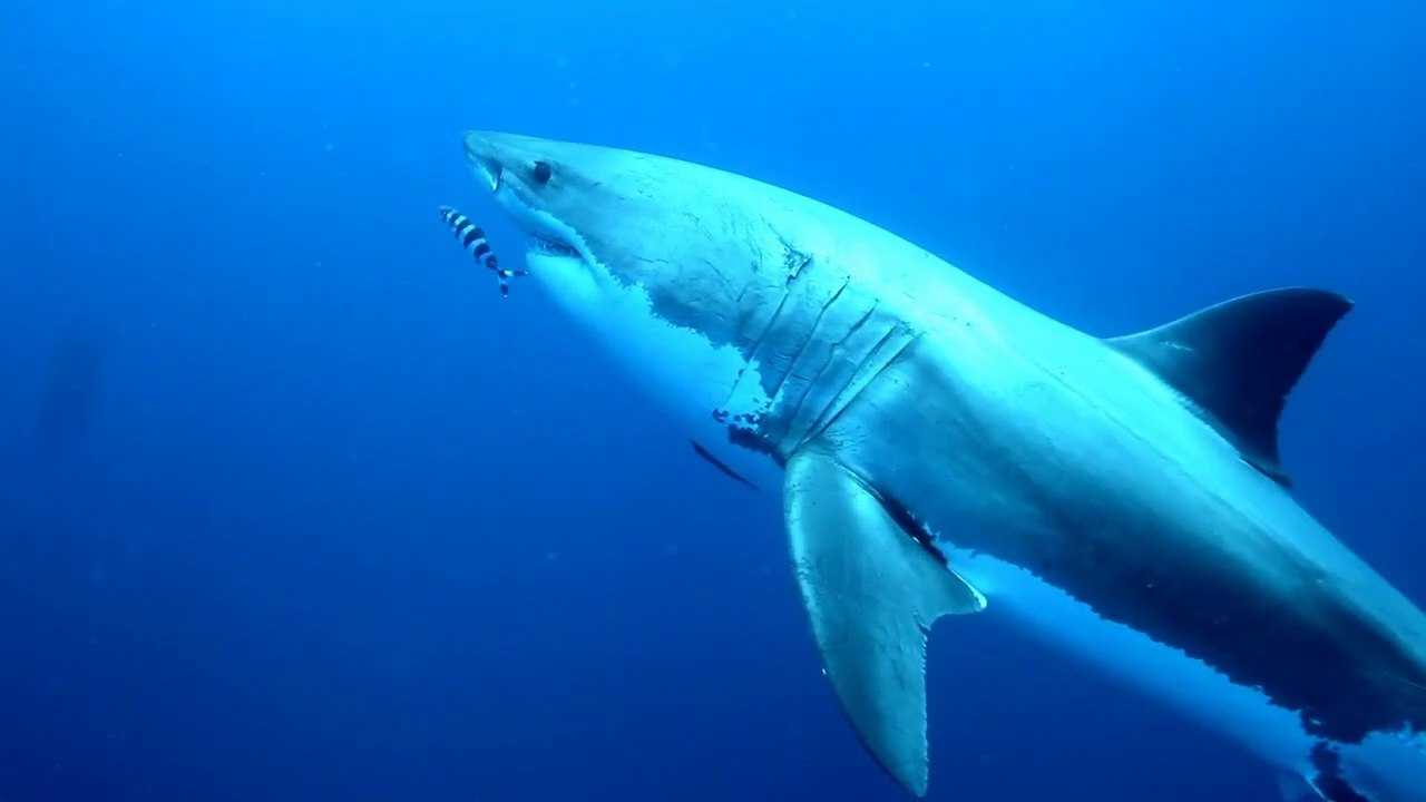 Cette jolie blonde nage avec un grand requin blanc