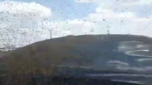 Cette autoroute américaine est envahie par des millions d'abeilles après qu'un camion se soit renversé