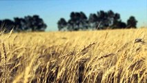 ¡Destacado! María Eugenia Baptista Zacarias: Los beneficios del trigo