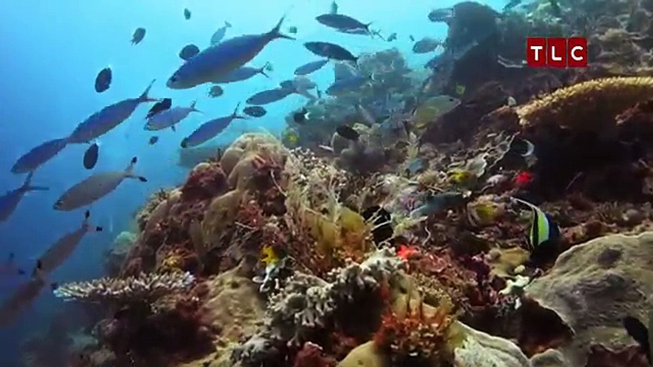 Ep03 Maes Vlog: The Best Diving Site Ever | WONDERNESIA