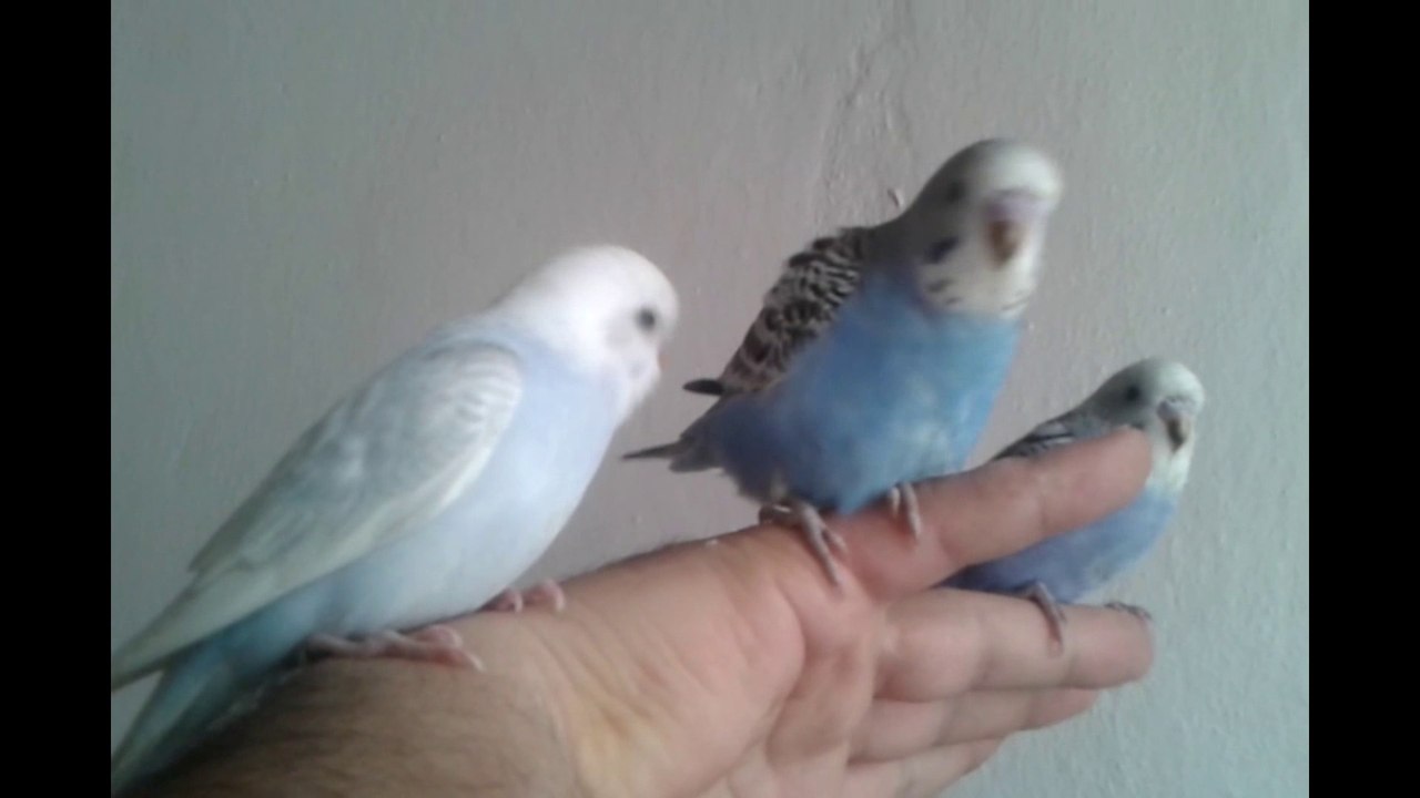 Muhabbet Kuşları Ele Nasıl Alıştırılır !?