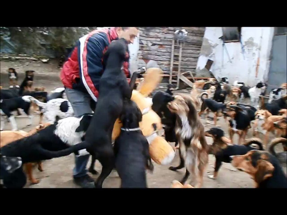 Cet homme adopte 450 chiens errants les sauver