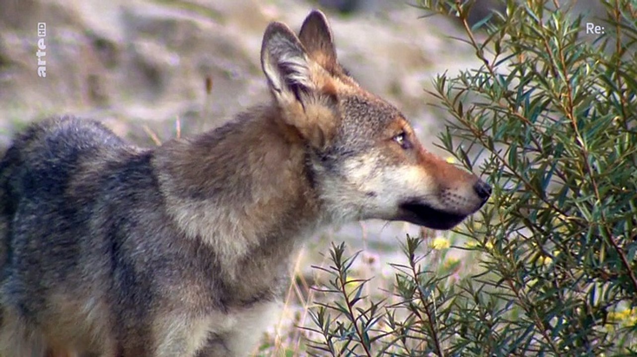 Re: Der Wolf - Jäger oder Gejagter (Doku)