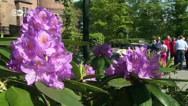 Con estilo: Pase con el Club de Coches Clásicos Rhein-Erft | Al volante