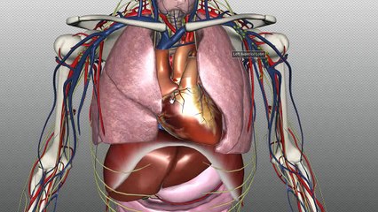 The Heart and Major Vessels - PART 1 - Anatomy Tutorial