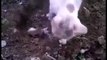 ایک دل رلا دینے والی ویڈیو ۔دیکھیں ایک بلی اپنے بچے کو قبر میں دفن کر رہی ہے