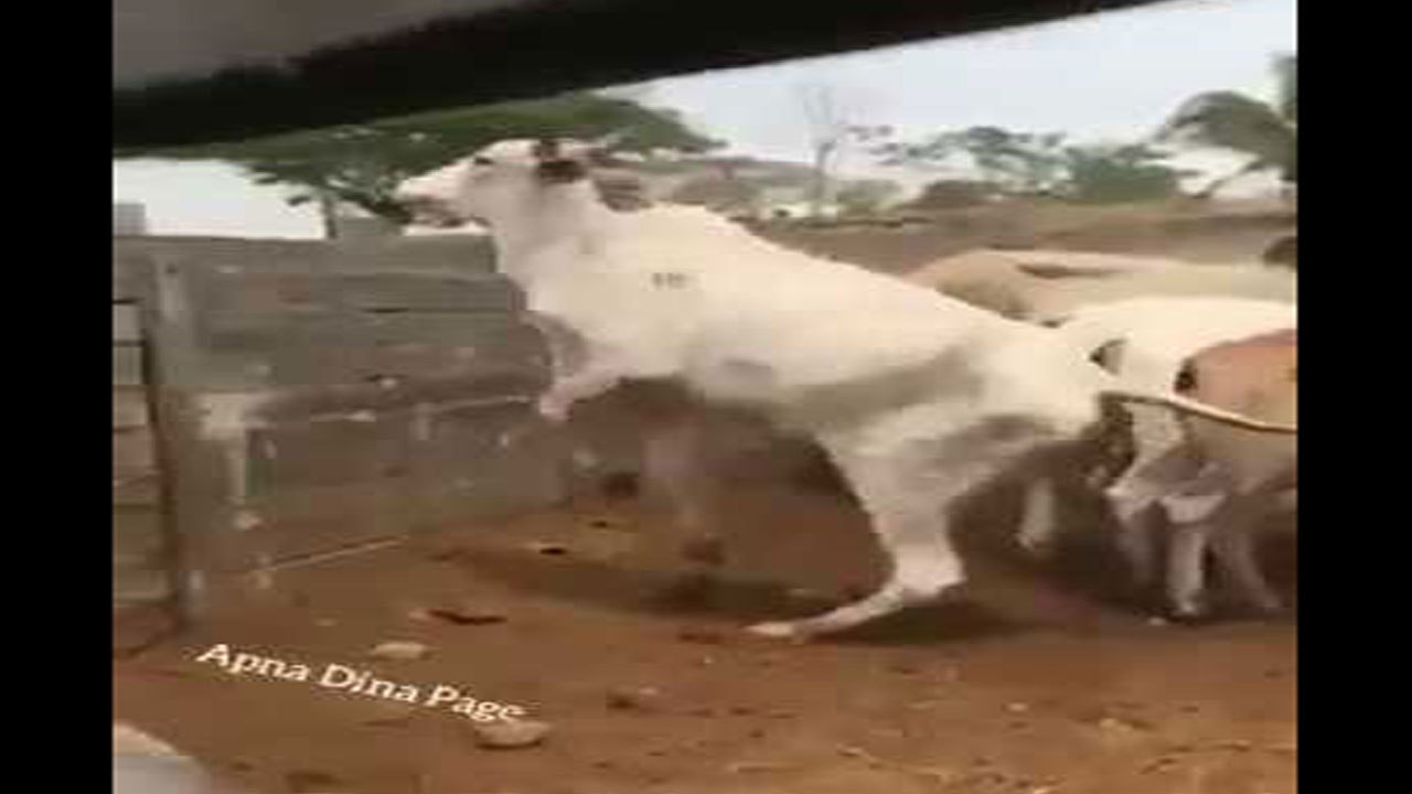 اگر یہ نہیں دیکھا تو پھر آپ نے کچھ بھی نہیں دیکھا