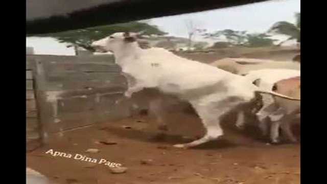 اگر یہ نہیں دیکھا تو پھر آپ نے کچھ بھی نہیں دیکھا