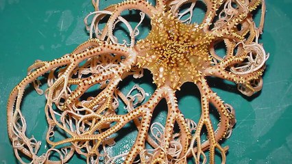 13 Craziest Ocean Catches