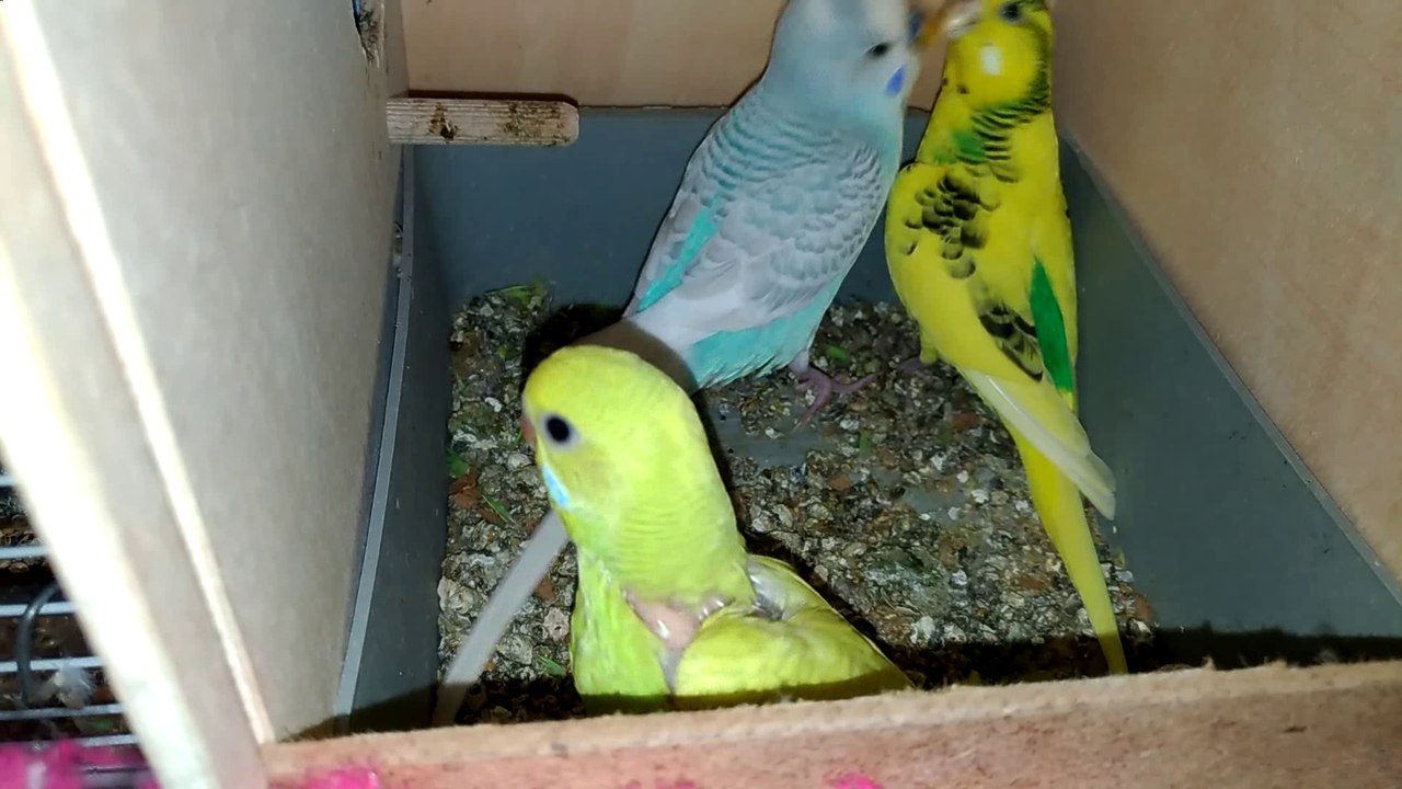 En Güzel Muhabbet Kuşları | Dişi |  Erkek İsimleri