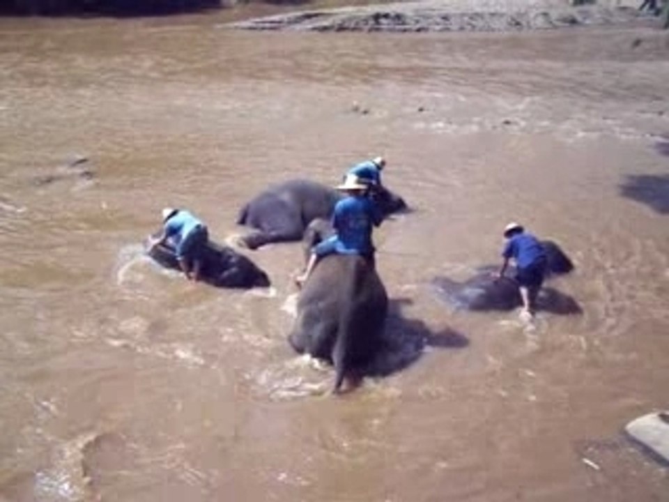 le bain des éléphants