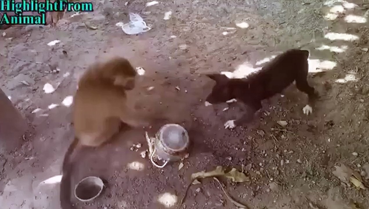 Monkey pucheing dog