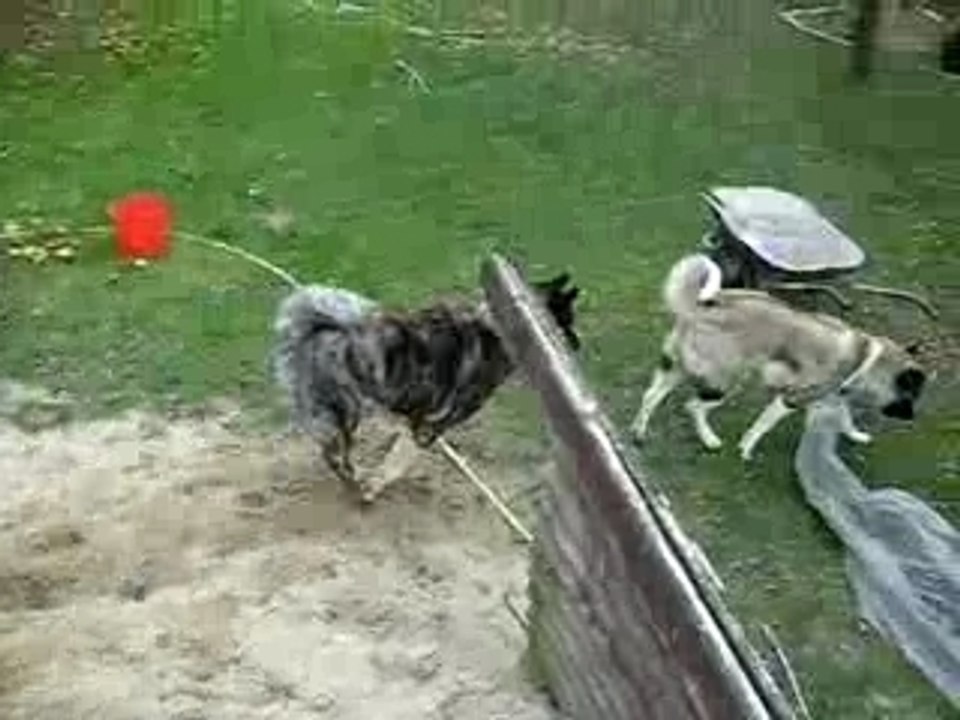 Baloo et Bayaa en délire !