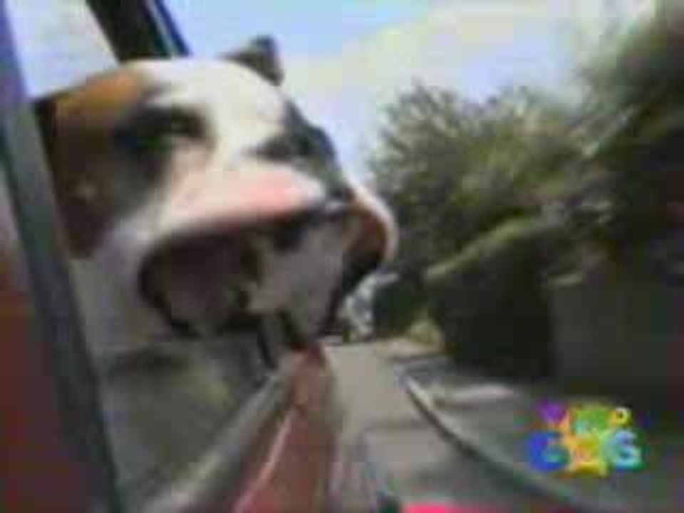 Chien qui prend l'air !!