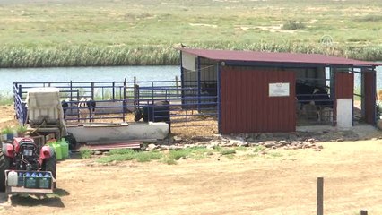 Girişimci Kadınlar - Temizlikçiliği Bıraktı Devlet Desteğiyle Çiftlik Sahibi Oldu