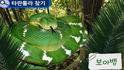 털복숭이 타란튤라(Tarantula) vs 대모벌 | 생생자연도감 | 어린이 자연관찰 Kids Science | 지니키즈★과학동화