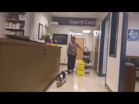 Ce chien fait le bruit des Tie Fighter Star Wars en aboyant !