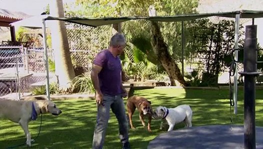 Cesar 911 - S1E3 - Dog Fight - Dailymotion Video