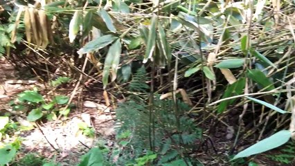 Treasure Hunting 2017 Episode 4 Nice Chopper