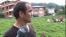 Çay Toplayan Gürcü İşçileri Kemençe İle Motive Ediyor