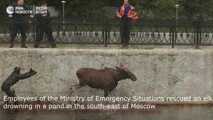 Le sauvetage unique de l'orignal à Moscou! Unique rescue of moose in Moscow!