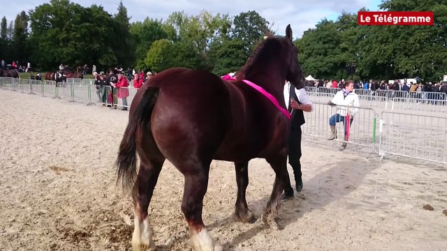 Cheval breton. Les poids lourds de la race au haras de Lamballe