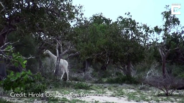 Phénomène rare: deux girafes blanches aperçues au Kenya