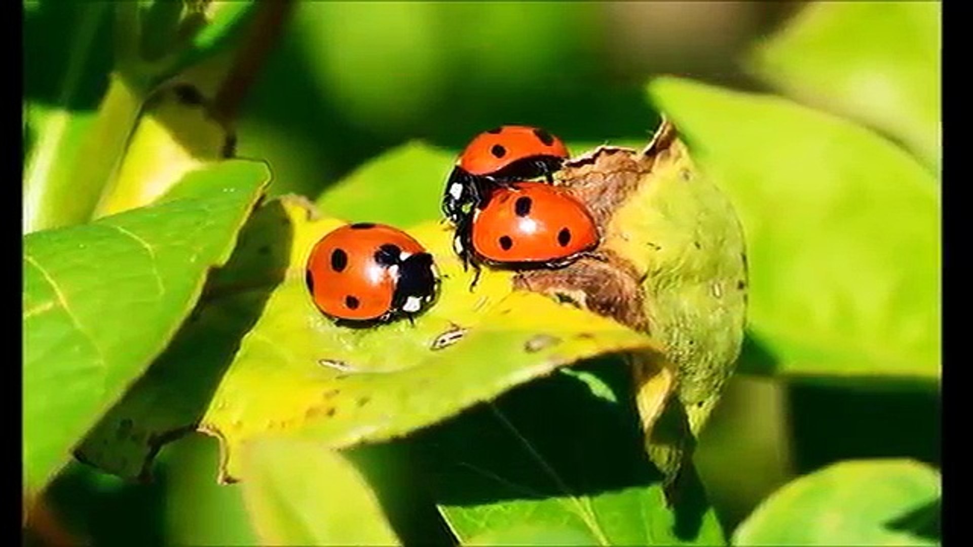 What Do Ladybugs Eat Fs About Ladybugs Video Dailymotion