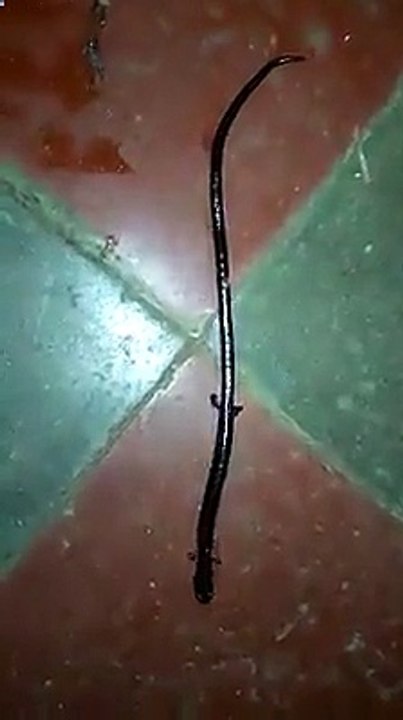 snake or animal i never seen before
