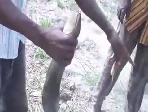 Ce poisson chat africain peut survivre 5 ans sans eau enterré dans la terre