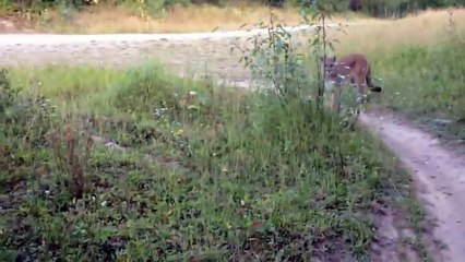 Face to Face With A Mountain Lion