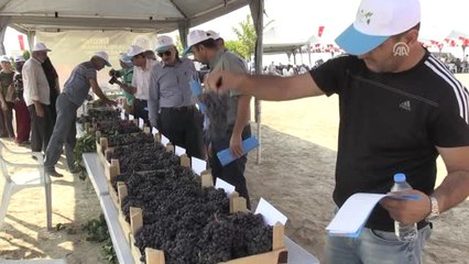 Ürgüp'te "46. Uluslararası Bağ Bozumu Festivali"