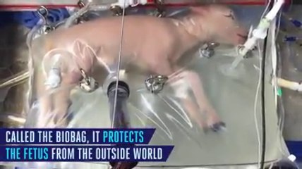 Выращивание овец
