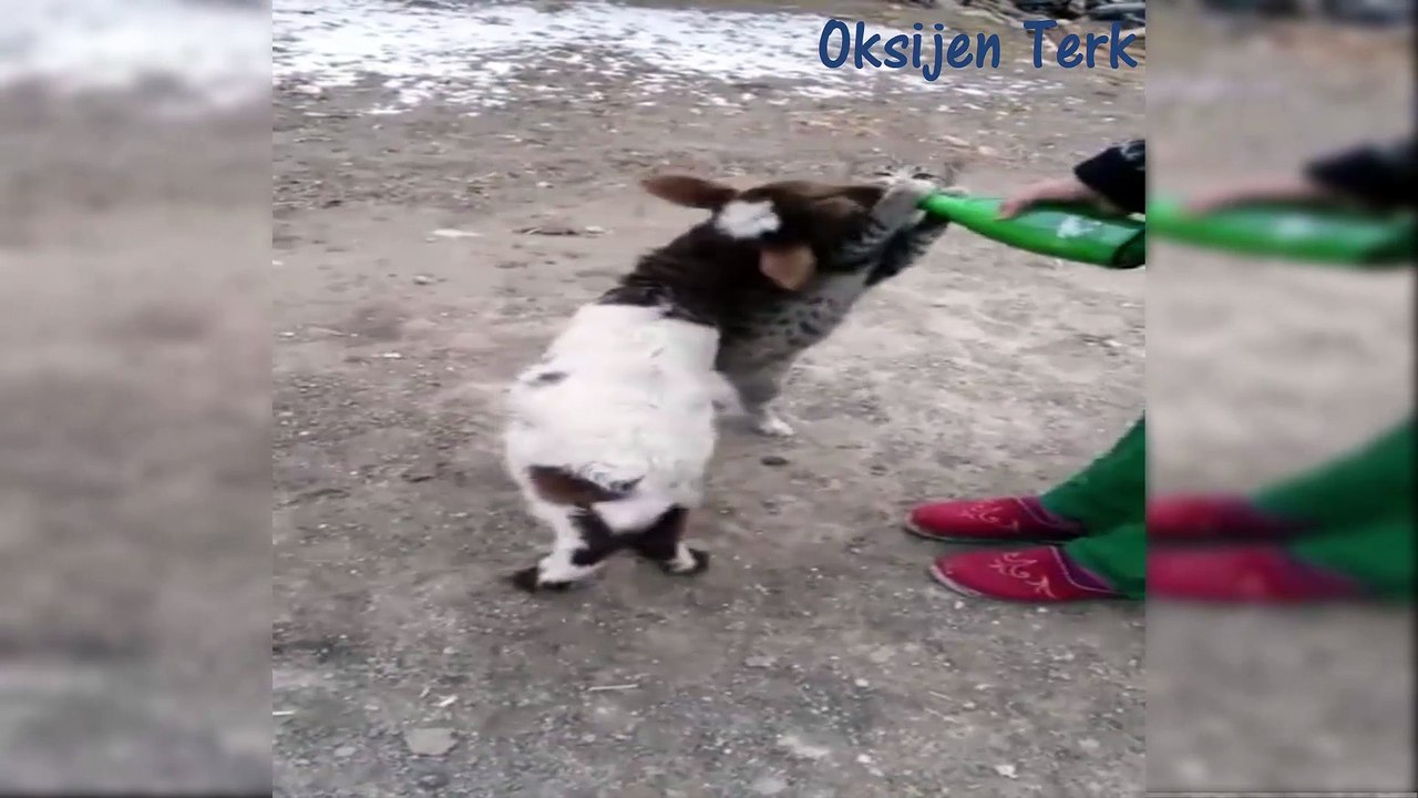 Kuzular Ve Kedilerin Biberon Savaşı