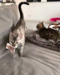 Sahibine harçlık veren Kedi