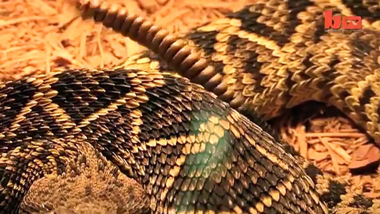Snake Whisperer