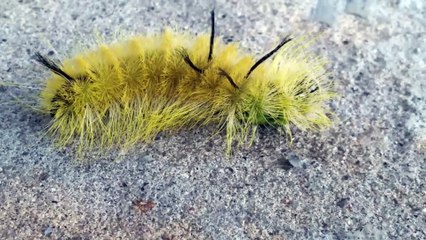 Should I squish this yellow caterpillar?