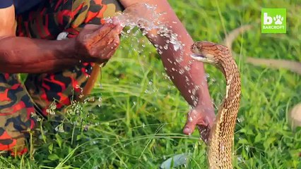 Snake Whisperer Is Best Friends With Cobras
