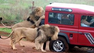 Wild Animal ATTACKING Car Elephant Lion