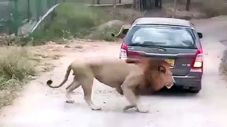 Lion Elephant Attack Cars