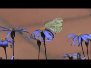 Song: Jade Spring / Album: Transformation / Artist: Michael Benghiat