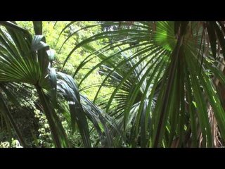 Song: Sage / Album: Meditation / Artist: Michael Benghiat